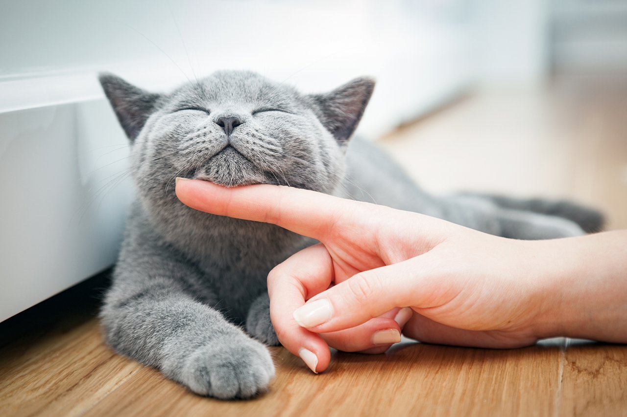 Happy-kitten-likes-being-stroked-by-woman's-hand